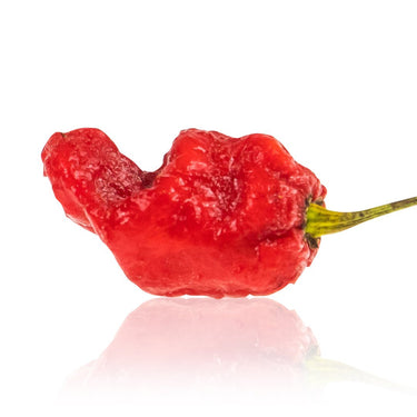 7 Pot Madballz Chili Pepper Seeds - The Pepper Pantry (Formerly Marie Sharp's)